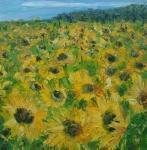 Pole slunečnic/Field of Sunflowers